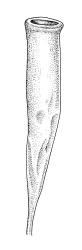 Entosthodon apophysatus, capsule, dry. Entosthodon apophysatus drawn from K.W. Allison 8364, CHR 454696.
 Image: R.C. Wagstaff © Landcare Research 2019 CC BY 3.0 NZ